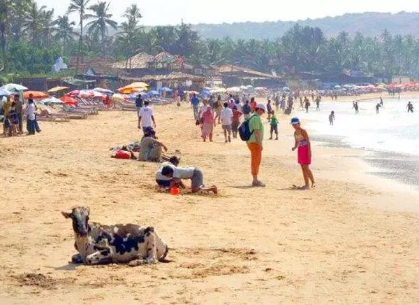 Beaches In Goa Top 10 Beaches In Goa To Visit North And