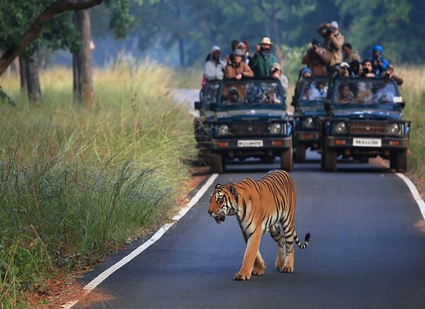 tadoba tiger safari booking